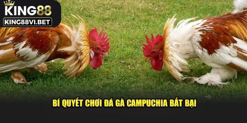 Bí quyết đá gà Campuchia